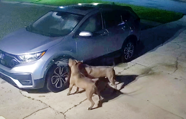 Dogs Cause $3,000 in Damages Trying to Catch A Cat